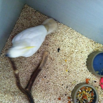 The Pet Warehouse - Perch on the ground, discoloration on the tail feathers from dragging through the filthy substrate. - Pet Stores Near Me - Jacksonville, North Carolina