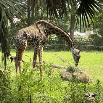 Ellen Trout Zoo - Giraffe - Zoos Near Me - Lufkin, Texas