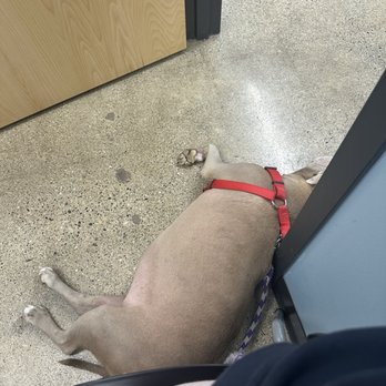 PetWellClinic - Royal Oak - My dog comfortably laying on a clean floor - Veterinarians Near Me - Royal Oak, Michigan PetWellClinic - Royal Oak - My dog comfortably laying on a clean floor - Veterinarians Near Me - Royal Oak, Michigan