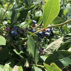 Buchan's Blueberry Hill - Blueberries bursting from every vine.  The best fresh picked blueberries I've ever had.