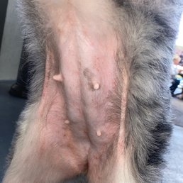 Bacterial Skin Infection from lack of park cleanliness