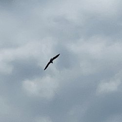 Busch Wildlife Sanctuary