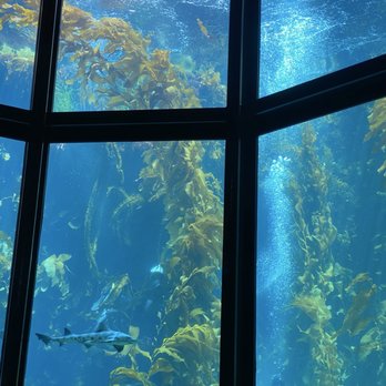 Monterey Bay Aquarium - Aquariums Near Me - Monterey, California Monterey Bay Aquarium - Aquariums Near Me - Monterey, California