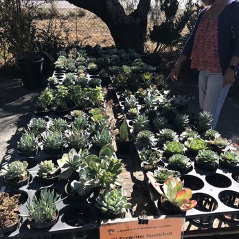 Plant and Pottery Outlet - Nurseries & Gardening Near Me - Sunol, California Plant and Pottery Outlet - Nurseries & Gardening Near Me - Sunol, California