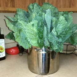 Baggs Produce - The Collard Greens I picked up today!