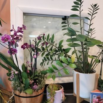 Pham's Kitchen - Very happy tropical plants @ Pham's Kitchen. - Vietnamese Near Me - Cheektowaga, New York Pham's Kitchen - Very happy tropical plants @ Pham's Kitchen. - Vietnamese Near Me - Cheektowaga, New York