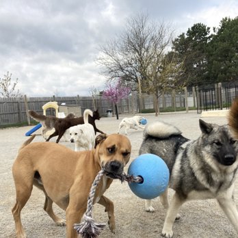 A Walk in the Park - Phoenix loves the rope ball! - Pet Groomers Near Me - Maumee, Ohio A Walk in the Park - Phoenix loves the rope ball! - Pet Groomers Near Me - Maumee, Ohio