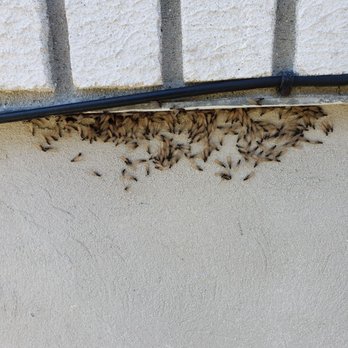 Universal Pest Control - Termite Swarmers! - Pest Control Near Me - Roselle, New Jersey Universal Pest Control - Termite Swarmers! - Pest Control Near Me - Roselle, New Jersey