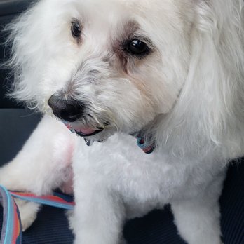 Smelly Dog - Smelly Dog did a great job grooming our dog! - Pet Groomers Near Me - Phoenix, Arizona Smelly Dog - Smelly Dog did a great job grooming our dog! - Pet Groomers Near Me - Phoenix, Arizona