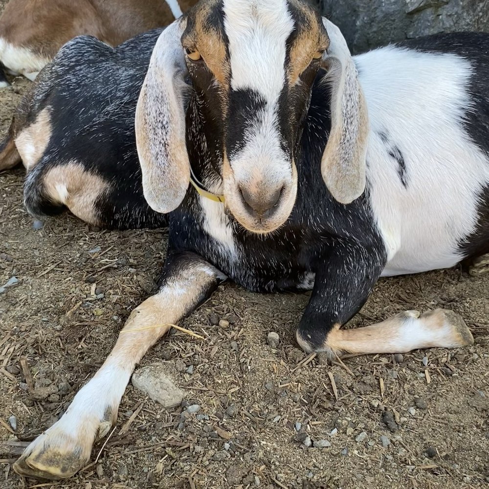 Left Foot Farm - Mama goat - Attraction Farms Near Me - Eatonville, Washington Left Foot Farm - Mama goat - Attraction Farms Near Me - Eatonville, Washington