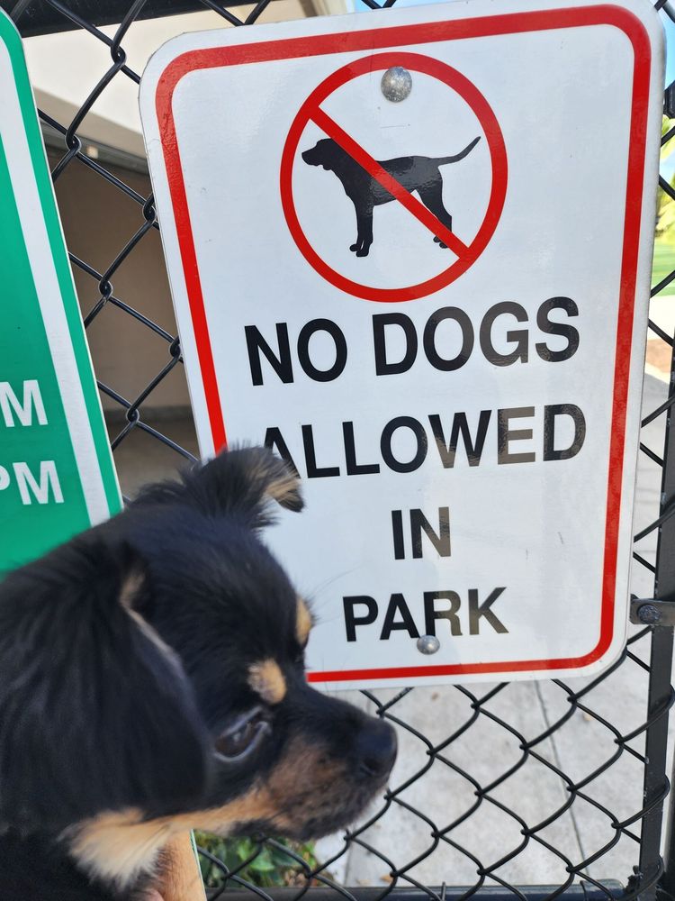 Pine Island Park Image