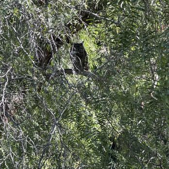 IC Trees - Great horn owl in the Pepper tree watching them work. - Tree Services Near Me IC Trees - Great horn owl in the Pepper tree watching them work. - Tree Services Near Me
