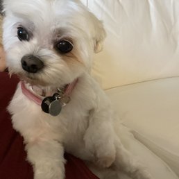 Brooklyn got a trim today!