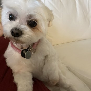 Pet Pawlor - Brooklyn got a trim today! - Pet Groomers Near Me - Madison, Alabama