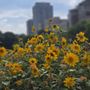 Lincoln Park