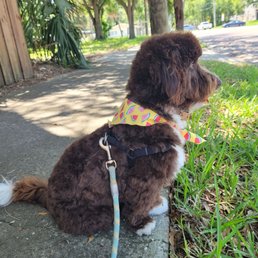 Aussiedoodle pup with watermelon bandana.