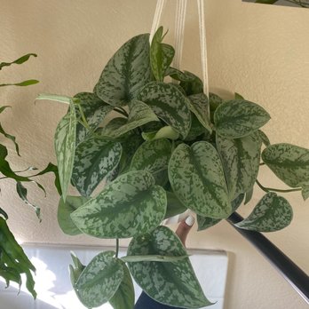 The Foliage Room - Nurseries & Gardening Near Me - Redlands , California The Foliage Room - Nurseries & Gardening Near Me - Redlands , California
