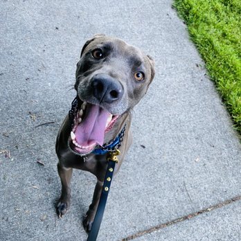 Nitro K-9 - Pet Training Near Me - Bothell, Washington