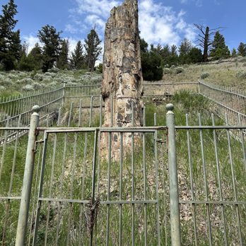 Petrified Tree - Landmarks & Historical Buildings Near Me Petrified Tree - Landmarks & Historical Buildings Near Me
