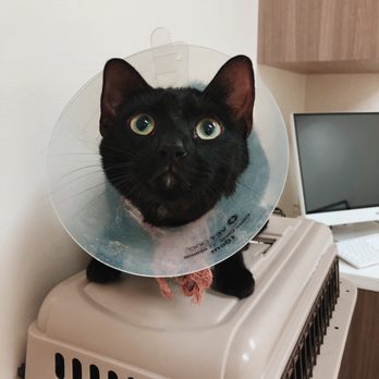 Van Nuys Veterinary Clinic - Veterinarians Near Me - Van Nuys, California