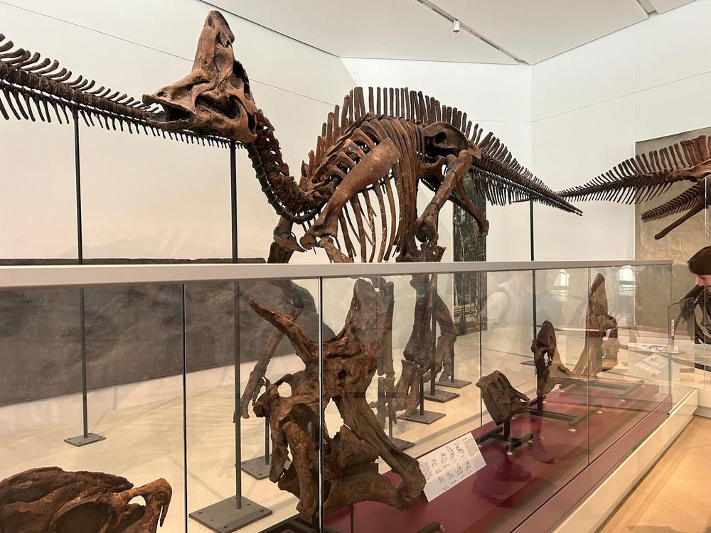 Royal Ontario Museum