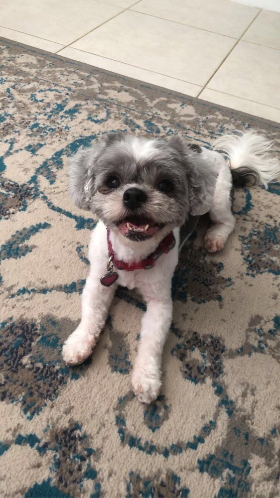 Lynn's Grooming Gallery Image