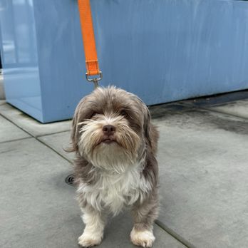 Doggie Protective Services - Pet Adoption Near Me Doggie Protective Services - Pet Adoption Near Me