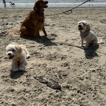 Rosie's Dog Beach - Dog Parks Near Me - Long Beach, California Rosie's Dog Beach - Dog Parks Near Me - Long Beach, California
