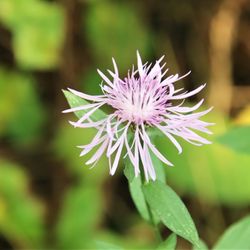 Massapequa Preserve Bethpage Bikeway Trail Bethpage State Park
