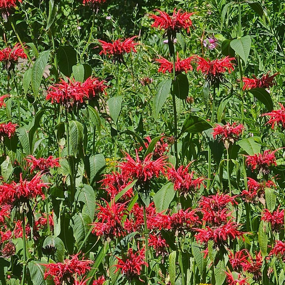 Leach Botanical Garden - Botanical Gardens Near Me - Portland, Oregon