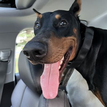 Veterinary Emergency Group - Happy healthy boy! Thanks to VEG - Emergency Pet Hospital Near Me - Ft. Lauderdale, Florida Veterinary Emergency Group - Happy healthy boy! Thanks to VEG - Emergency Pet Hospital Near Me - Ft. Lauderdale, Florida