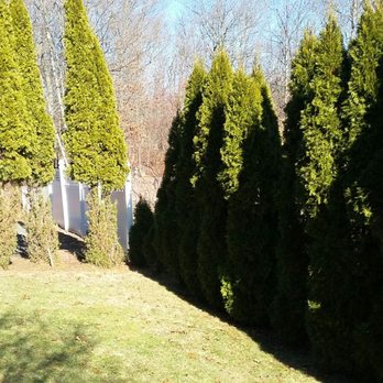 American Deer Proofing - Bushed to Right are Protected by American Deer - Pest Control Near Me - West Kingston, Rhode Island American Deer Proofing - Bushed to Right are Protected by American Deer - Pest Control Near Me - West Kingston, Rhode Island