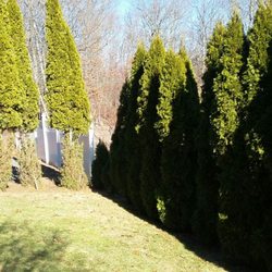 American Deer Proofing - Bushed to Right are Protected by American Deer