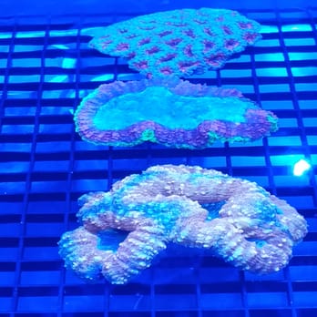 Reef-Licious - Corral - Pet Stores Near Me - Albuquerque, New Mexico