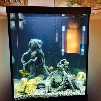 Elmer's Aquarium - Our little babies ! - Aquarium Services Near Me - Monroeville, Pennsylvania