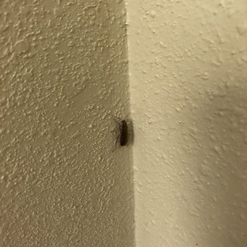 Quality Inn Mt. Pleasant - Friendly roach greeting committee... - Hotels Near Me - Mount Pleasant, Texas Quality Inn Mt. Pleasant - Friendly roach greeting committee... - Hotels Near Me - Mount Pleasant, Texas