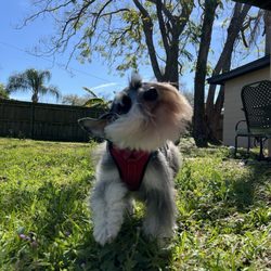 Woof Gang Bakery & Grooming