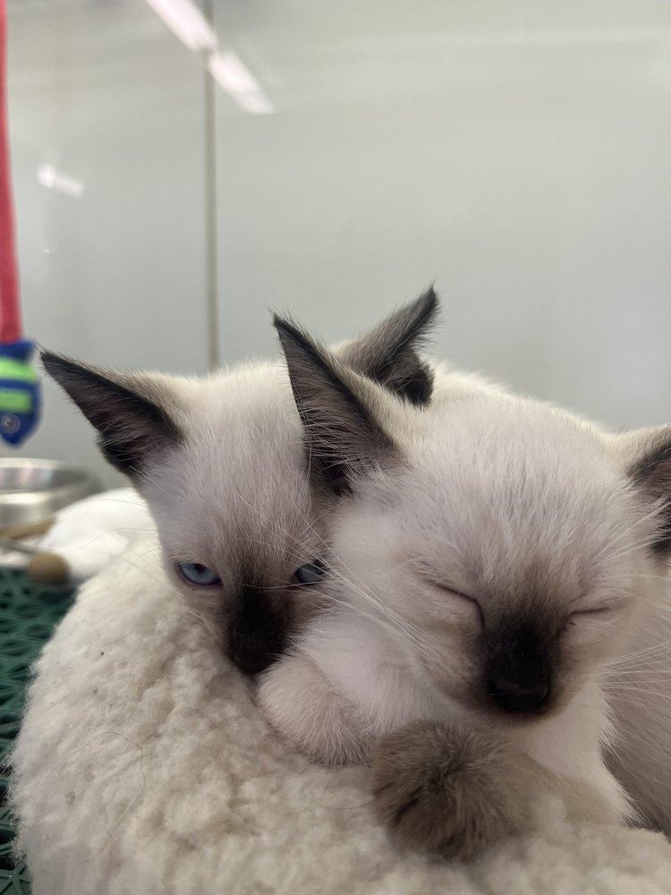 BESTIN PETS Updated October 2024 30 Photos & 25 Reviews 233 Abbe