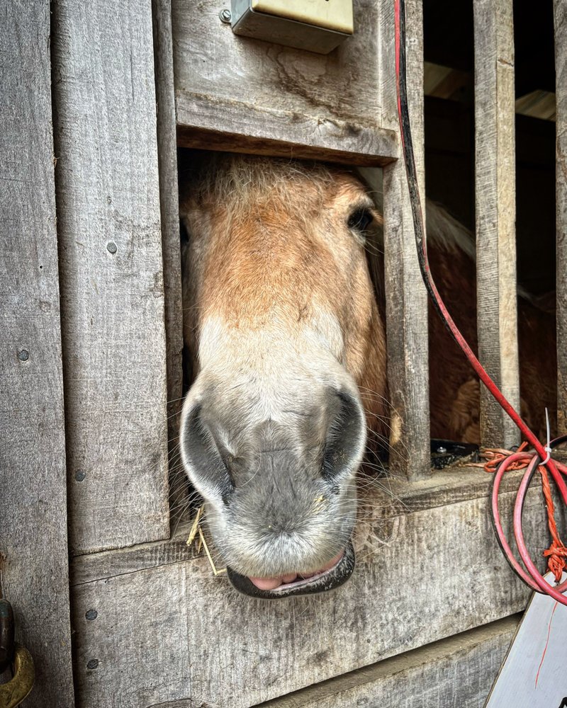 Willow Run Stables - equestrian in North Bend, OH