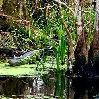 Captain Tom's Custom Charters - We saw three different alligators. - Boat Charters Near Me - Silver Springs, Florida Captain Tom's Custom Charters - We saw three different alligators. - Boat Charters Near Me - Silver Springs, Florida