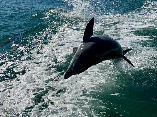 Little Toot Dolphin Adventure by null