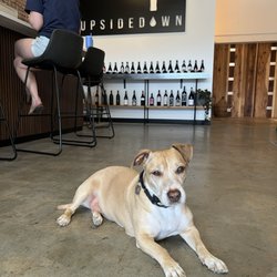 Upsidedown Wine - Dog's love wine too!