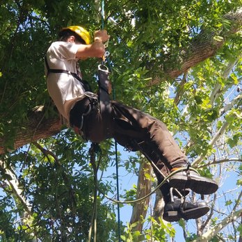 Andrews Tree Service - Tree Services Near Me - Leesburg, Florida Andrews Tree Service - Tree Services Near Me - Leesburg, Florida