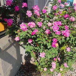 Jack in the Box - Pretty Pink Roses