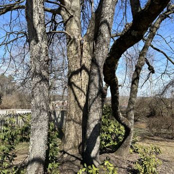 Hancock Tree Service - Note the dangerous split. - Tree Services Near Me - Knoxville, Tennessee Hancock Tree Service - Note the dangerous split. - Tree Services Near Me - Knoxville, Tennessee