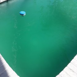 Pinch A Penny - Pool filled with algae