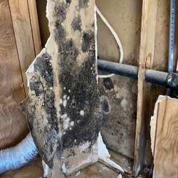 Mold Neutralizers - Mold inside the wall of a manufactured home
