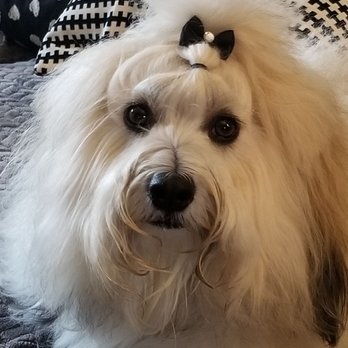 The Painted Pooch - Going with the bling today. - Pet Groomers Near Me - Burien, Washington The Painted Pooch - Going with the bling today. - Pet Groomers Near Me - Burien, Washington