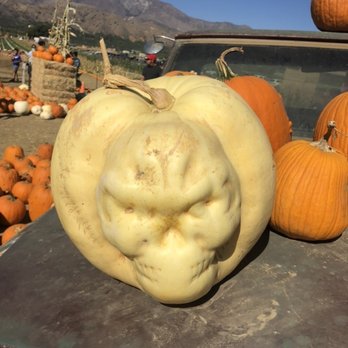 Prancers Farm - Fruits & Veggies Near Me - Santa Paula, California Prancers Farm - Fruits & Veggies Near Me - Santa Paula, California