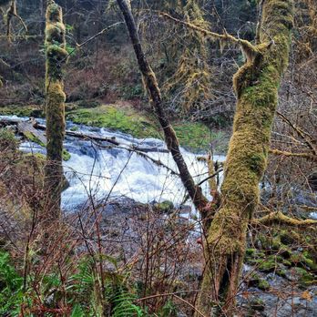 Sweet creek trail - Hiking Near Me - Mapleton, Oregon Sweet creek trail - Hiking Near Me - Mapleton, Oregon